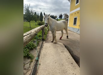Shire Horse, Stute, 16 Jahre, 180 cm, Schimmel Shire Horse, Stute, 16 Jahre, 180 cm, Schimmel