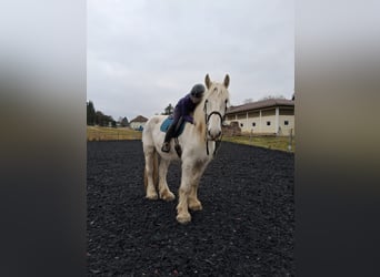 Shire Horse, Stute, 16 Jahre, 180 cm, Schimmel Shire Horse, Stute, 16 Jahre, 180 cm, Schimmel