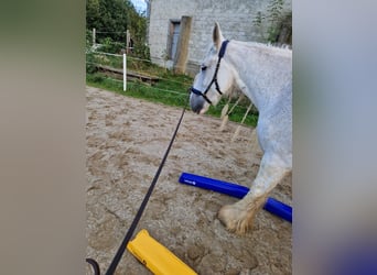 Shire Horse, Stute, 16 Jahre, 180 cm, Schimmel Shire Horse, Stute, 16 Jahre, 180 cm, Schimmel