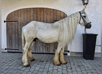 Shire Horse, Stute, 16 Jahre, 180 cm, Schimmel Shire Horse, Stute, 16 Jahre, 180 cm, Schimmel