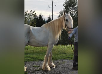 Shire Horse, Stute, 17 Jahre, 167 cm, Schimmel