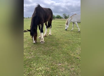 Shire Horse, Stute, 1 Jahr, 160 cm, Dunkelbrauner