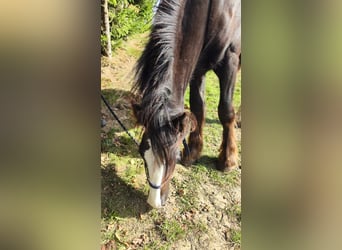 Shire Horse, Stute, 1 Jahr, 169 cm, Dunkelbrauner