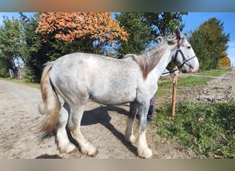 Shire Horse, Stute, 1 Jahr, 180 cm, Schimmel