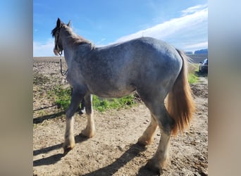 Shire Horse, Stute, 1 Jahr, 180 cm, Schimmel