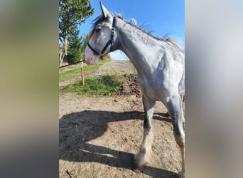 Shire Horse, Stute, 1 Jahr, 180 cm, Schimmel