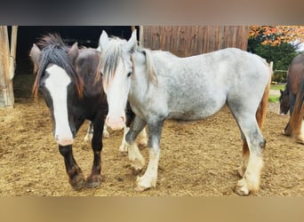 Shire Horse, Stute, 1 Jahr, 180 cm, Schimmel