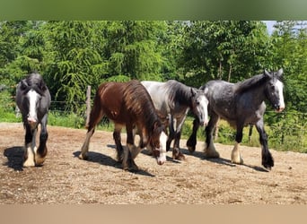Shire Horse, Stute, 1 Jahr, 185 cm, Schimmel