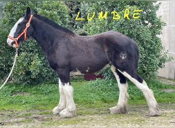 Shire Horse, Stute, 1 Jahr