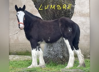 Shire Horse, Stute, 1 Jahr