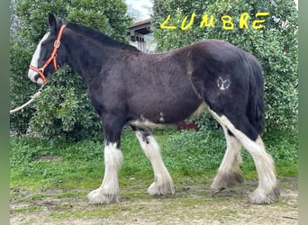 Shire Horse, Stute, 1 Jahr