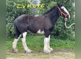 Shire Horse, Stute, 1 Jahr