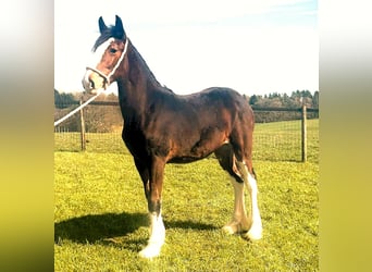 Shire Horse, Stute, 1 Jahr