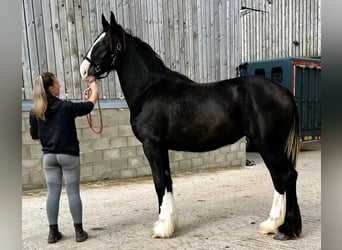 Shire Horse, Stute, 1 Jahr