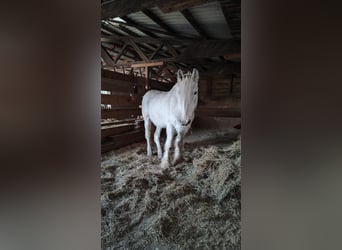 Shire Horse, Stute, 23 Jahre, 180 cm, Schimmel Shire Horse, Stute, 23 Jahre, 180 cm, Schimmel