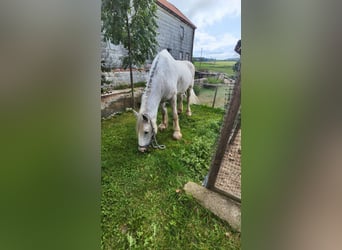 Shire Horse, Stute, 23 Jahre, 180 cm, Schimmel Shire Horse, Stute, 23 Jahre, 180 cm, Schimmel