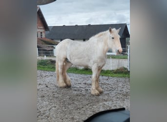 Shire Horse, Stute, 23 Jahre, 180 cm, Schimmel Shire Horse, Stute, 23 Jahre, 180 cm, Schimmel