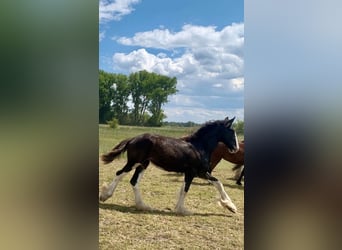 Shire Horse, Stute, 2 Jahre, 165 cm, Rappe