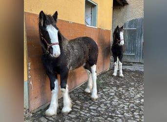 Shire Horse, Stute, 2 Jahre, 165 cm, Rappe