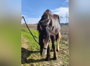 Shire Horse, Stute, 2 Jahre, 169 cm, Dunkelbrauner