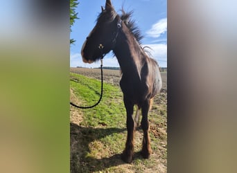 Shire Horse, Stute, 2 Jahre, 169 cm, Dunkelbrauner