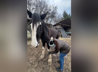 Shire Horse, Stute, 2 Jahre, 170 cm, Rappe