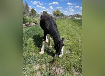 Shire Horse, Stute, 2 Jahre, 170 cm, Rappe