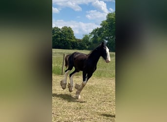 Shire Horse, Stute, 2 Jahre, 170 cm, Rappe
