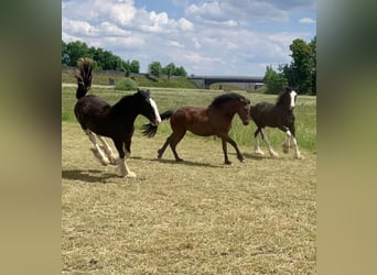 Shire Horse, Stute, 2 Jahre, 170 cm, Rappe