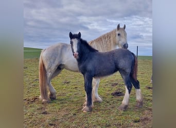 Shire Horse, Stute, 2 Jahre, 175 cm, Apfelschimmel