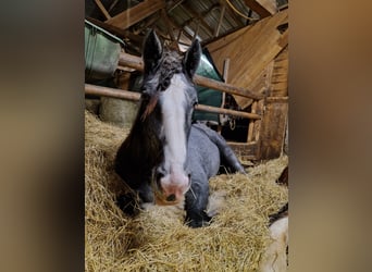 Shire Horse, Stute, 2 Jahre, 175 cm, Apfelschimmel
