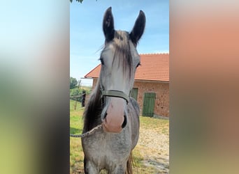 Shire Horse, Stute, 2 Jahre, 180 cm, Schimmel