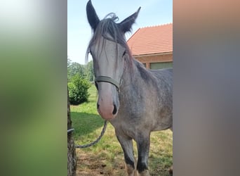 Shire Horse, Stute, 2 Jahre, 180 cm, Schimmel