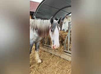 Shire Horse, Stute, 2 Jahre, 180 cm, Schimmel