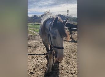 Shire Horse, Stute, 2 Jahre, 180 cm, Schimmel