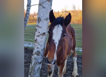 Shire Horse, Stute, 2 Jahre, 185 cm, Brauner