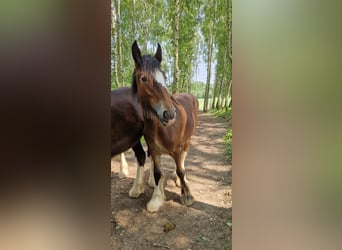 Shire Horse, Stute, 2 Jahre, 185 cm, Brauner