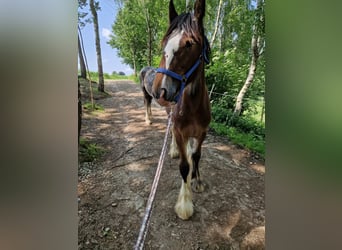 Shire Horse, Stute, 2 Jahre, 185 cm, Brauner