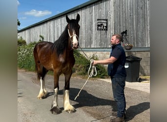 Shire Horse, Stute, 2 Jahre