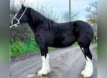 Shire Horse, Stute, 2 Jahre