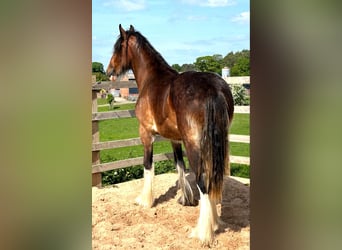 Shire Horse, Stute, 2 Jahre