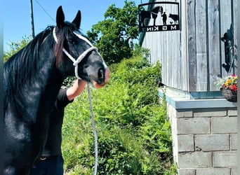 Shire Horse, Stute, 2 Jahre