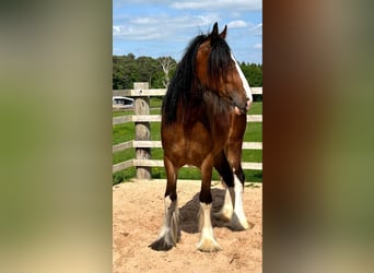 Shire Horse, Stute, 2 Jahre