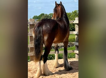 Shire Horse, Stute, 2 Jahre