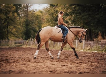 Shire Horse Mix, Stute, 3 Jahre, 157 cm, Buckskin