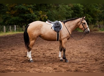 Shire Horse Mix, Stute, 3 Jahre, 157 cm, Buckskin