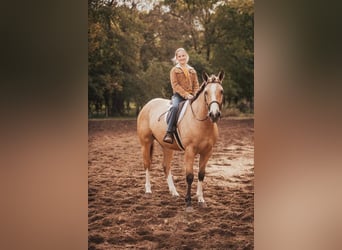 Shire Horse Mix, Stute, 3 Jahre, 157 cm, Buckskin