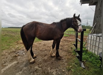 Shire Horse, Stute, 3 Jahre, 167 cm, Brauner