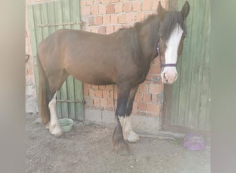 Shire Horse, Stute, 3 Jahre, 167 cm, Brauner