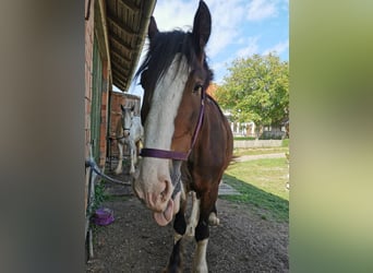 Shire Horse, Stute, 3 Jahre, 167 cm, Brauner